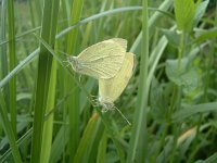 Pieris rapae 3, Klein koolwitje, Vlinderstichting-Kars Veling