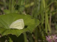 Pieris rapae 30, Klein koolwitje, Saxifraga-Jan van der Straaten