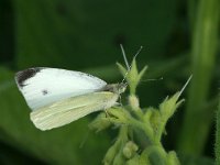 Pieris rapae 31, Klein koolwitje, Saxifraga-Kars Veling