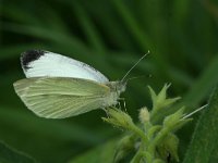 Pieris rapae 32, Klein koolwitje, Saxifraga-Kars Veling