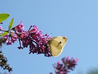 Pieris rapae 34, Klein koolwitje, Saxifraga-Hans Dekker