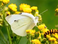 Pieris rapae 35, Klein koolwitje, Saxifraga-Bart Vastenhouw