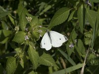 Pieris rapae 37, Klein koolwitje, Saxifraga-Willem van Kruijsbergen