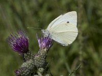 Pieris rapae 41, Klein koolwitje, Saxifraga-Willem van Kruijsbergen