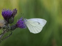 Pieris rapae 42, Klein koolwitje, Saxifraga-Luuk Vermeer