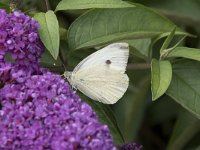 Pieris rapae 49, Klein koolwitje, Saxifraga-Willem van Kruijsbergen