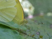 Pieris rapae 58, Klein koolwitje, Saxifraga-Tom Heijnen