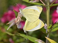 Pieris rapae 59, Klein koolwitje, Saxifraga-Tom Heijnen