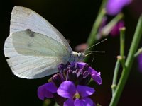 Pieris rapae 61, Klein koolwitje, Saxifraga-Tom Heijnen