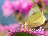 Pieris rapae 62, Klein koolwitje, Saxifraga-Tom Heijnen