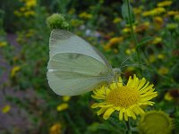 Pieris rapae 7, Klein koolwitje, male, Vlinderstichting-Fons Bongers