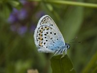 Plebeius argus 12, Heideblauwtje, male, Saxifraga-Jan van der Straaten