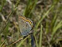 Plebeius argus 13, Heideblauwtje, male, Saxifraga-Jan van der Straaten