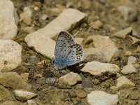 Plebeius argus 15, Heideblauwtje, male, Saxifraga-Jan van der Straaten