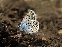 Plebeius argus 18, Heideblauwtje, male, Saxifraga-Jan van der Straaten