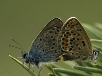 Plebeius argus 2, Heideblauwtje, Saxifraga-Marijke Verhagen