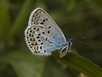 Plebeius argus 21, Heideblauwtje, male, Saxifraga-Jan van der Straaten