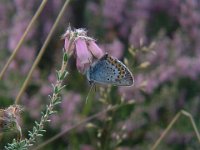 Plebeius argus 23, Heideblauwtje, male, Vlinderstichting-Henk Bosma