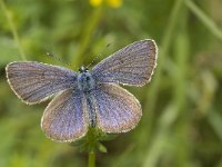 Plebeius argus 25, Heideblauwtje, male, Saxifraga-Marijke Verhagen