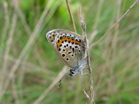 Plebeius argus 29, Heideblauwtje, Vlinderstichting-Henk Bosma