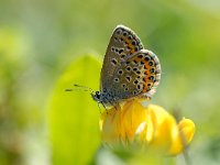 Plebeius argus 36, Heideblauwtje, male, Saxifraga-Arthur van Dijk