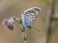 Heideblauwtje, Silver-studded Blue; Plebeius argus  Heideblauwtje, Silver-studded Blue; Plebeius argus : Achterhoek, Gelderland, Heideblauwtje, Heideterrein, Korenburgerveen, Nederland, Plebeius argus, Silver-studded Blue, Winterswijk, blauw, blauwtje, blue, butterfly, dagvlinder, heide, insect, insekt, june, juni, summer, the Netherlands, zijaanzicht, zomer