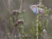 Heideblauwtje, Silver-studded Blue; Plebeius argus  Heideblauwtje, Silver-studded Blue; Plebeius argus : Achterhoek, Gelderland, Heideblauwtje, Heideterrein, Korenburgerveen, Nederland, Plebeius argus, Silver-studded Blue, Winterswijk, blauw, blauwtje, blue, butterfly, dagvlinder, heide, insect, insekt, june, juni, summer, the Netherlands, zijaanzicht, zomer