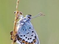 Silver Studded Blue Butterfly in symbiosis with red ant  Silver Studded Blue Butterfly (plebeius argus) is being protected by red ants (formica) : Netherlands, Plebejus, Protection, Silver Studded, animal, ant, biological, blue, butterfly, closeup, environment, fauna, field, grass, green, habitat, insect, interaction, macro, mutualism, mutualistic, natural, nature, plant, plebeius, plebeius argus, red ant, relationship, rural, species, summer, symbiosis, together, two, wild, wildlife, wings