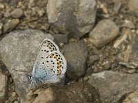 Plebeius argus 68, Heideblauwtje, male, Saxifraga-Jan van der Straaten