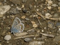 Plebeius argus 70, Heideblauwtje, male, Saxifraga-Jan van der Straaten