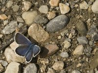 Plebeius argus 71, Heideblauwtje, male, Saxifraga-Jan van der Straaten