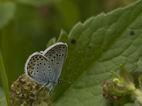 Plebeius argus 72, Heideblauwtje, male, Saxifraga-Jan van der Straaten