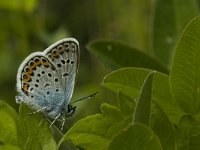 Plebeius argus 74, Heideblauwtje, male, Saxifraga-Jan van der Straaten