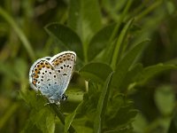 Plebeius argus 75, Heideblauwtje, male, Saxifraga-Jan van der Straaten