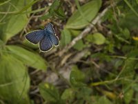 Plebeius argus 77, Heideblauwtje, male, Saxifraga-Jan van der Straaten