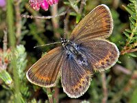 116_06, Heideblauwtje : Heideblauwtje, Plebeius argus, Silver-studded Blue, female