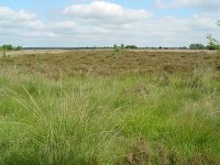 Plebeius argus 9, Heideblauwtje, habitat, Vlinderstichting-Henk Bosma