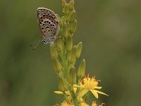 Plebeius argus 91, Heideblauwtje, Saxifraga-Bas Klaver