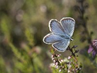 Plebejus argus 100, Heideblauwtje, Saxifraga-Willem van Kruijsbergen