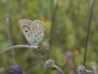 Plebejus argus 101, Heideblauwtje, Saxifraga-Willem van Kruijsbergen