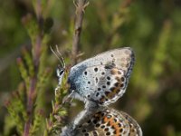 Plebejus argus 106, Heideblauwtje, Saxifraga-Willem van Kruijsbergen