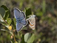 Plebejus argus 107, Heideblauwtje, Saxifraga-Willem van Kruijsbergen