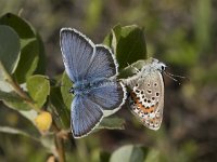 Plebejus argus 108, Heideblauwtje, Saxifraga-Willem van Kruijsbergen