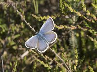 Plebejus argus 117, Heideblauwtje, Saxifraga-Willem van Kruijsbergen