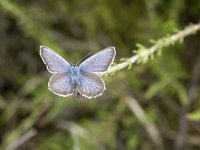 Plebejus argus 99, Heideblauwtje, Saxifraga-Willem van Kruijsbergen