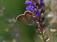 Plebeius argyrognomon 11, Kroonkruidblauwtje, Vlinderstichting-Kars Veling