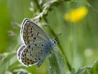 Plebeius argyrognomon 12, Kroonkruidblauwtje, Vlinderstichting-Kars Veling