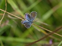 Plebeius argyrognomon 14, Kroonkruidblauwtje, female, Saxifraga-Arthur van Dijk