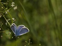 Plebeius argyrognomon 16, Kroonkruidblauwtje, Saxifraga-Jan van der Straaten