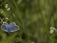 Plebeius argyrognomon 17, Kroonkruidblauwtje, Saxifraga-Jan van der Straaten